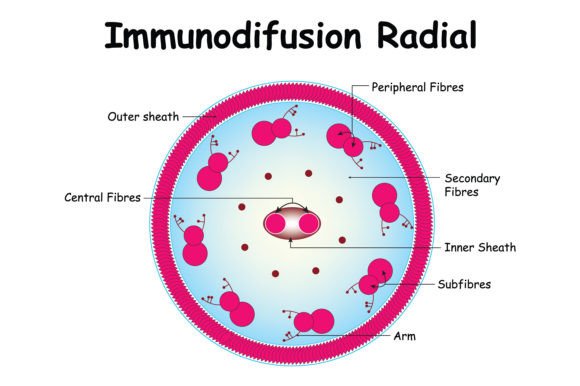 Download Immunodiffusion Radial Science Design - Design Collection